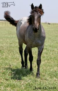 Blue Lou Dividend's 2020 Blue Roan Filly